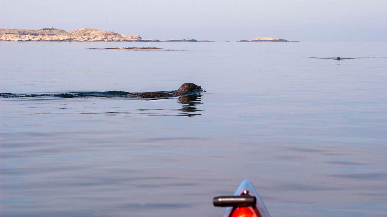– Det här kan bli en riktigt häftig upplevelse, tror vice riksordförande Lasse Lindström. Dels hoppas vi att pandemin klingat av ordentligt, dels är vi i slutet av sommaren och...