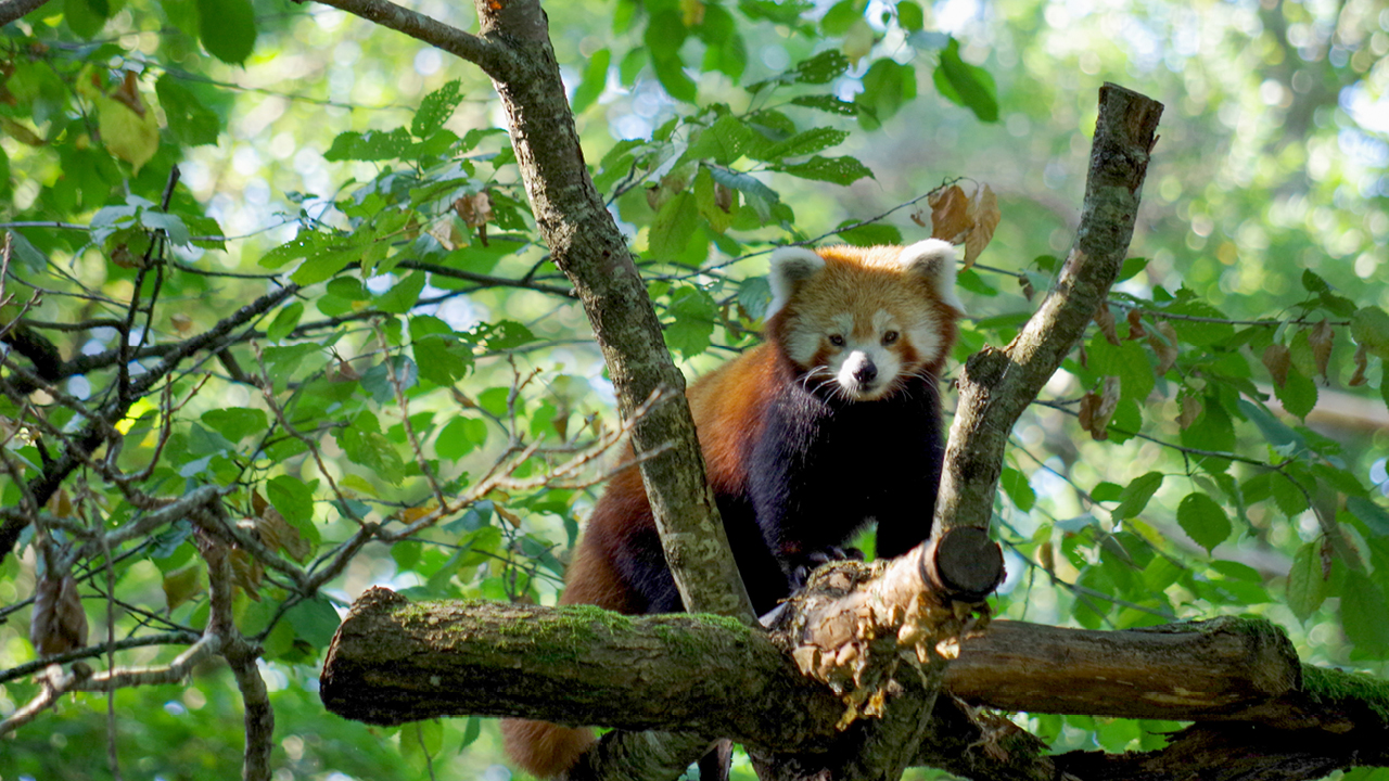 Amurtigern strövar runt i ensamt majestät i sitt stora hägn. Det är precis som det ska, världens största kattdjur vill leva ensam. Manvargen i hägnet bredvid är inte heller särskilt...