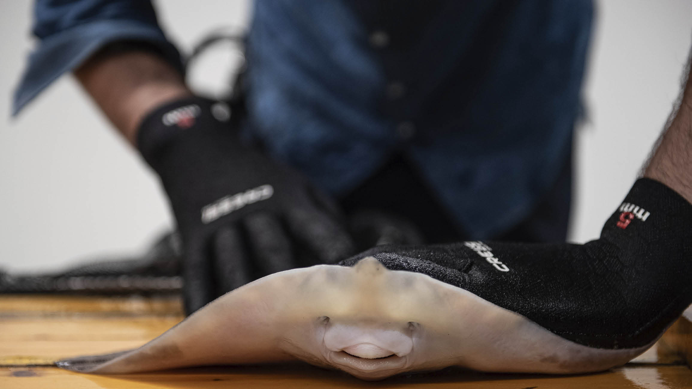 Haj- och rockasläppet på Havets Hus i Lysekil är en årlig tradition som är en del av en gemensam satsning för att bevara ekosystemet, men också för att lära sig...